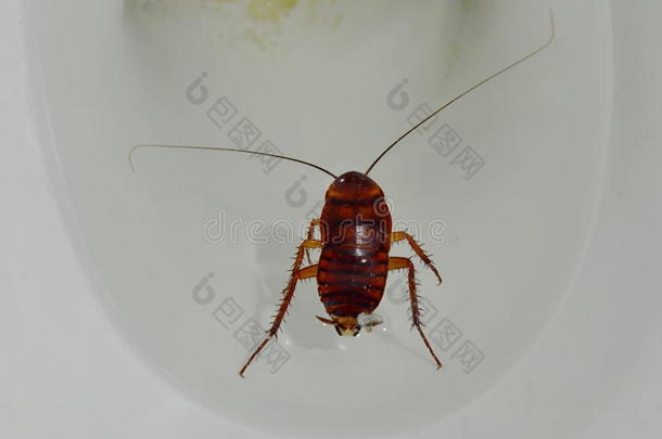 澳大利亚蟑螂淹死和漂浮在厕所污水池