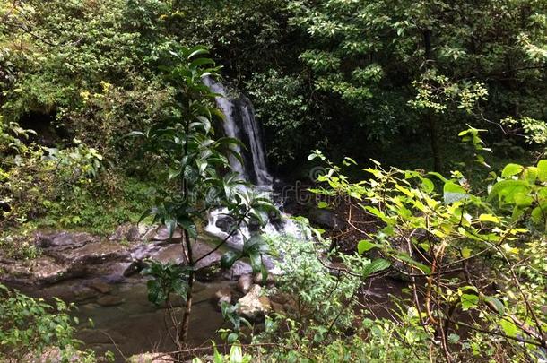 夏威夷考艾岛上，纳帕利海岸的哈纳卡皮亚溪沿卡拉劳小径，雨天和雾天。