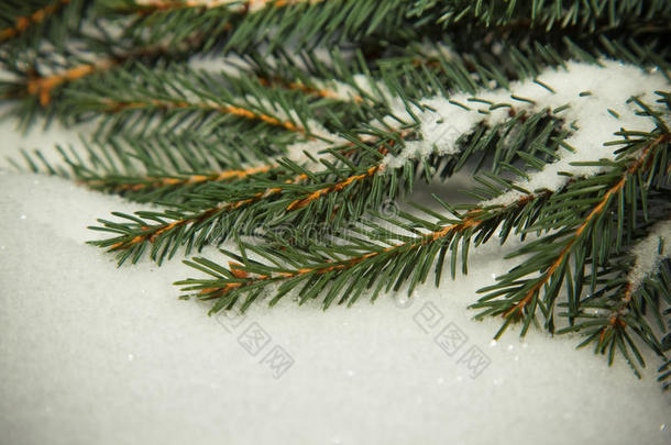白雪背景上的冷杉树枝。 新年和圣诞节主题。 色调