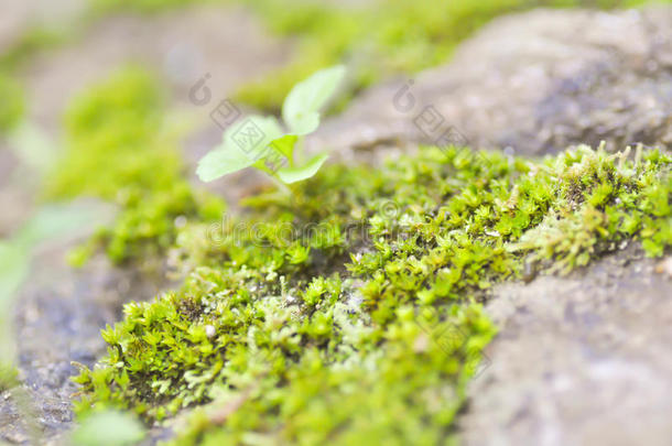 苔藓植物，岩石上的苔藓