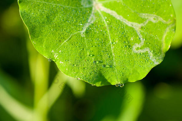 特写异国植物叶片与水滴，美丽的绿叶纹理与水滴