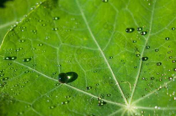 特写异国植物叶片与水滴，美丽的绿叶纹理与水滴