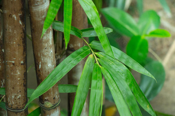 竹子丛中有一些茂盛的丛林植被和绿色植物。 这种禅宗就像亚洲森林一样，是一个充满热带植物的植物园