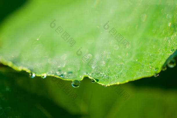 特写异国植物叶片<strong>与水</strong>滴，美丽的绿叶纹理<strong>与水</strong>滴