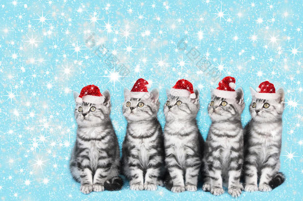 可爱的小猫和圣诞老人帽子，五只可爱的小猫在一排看着SID