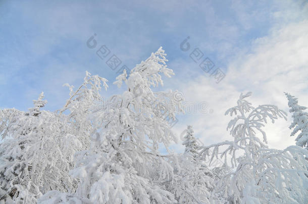 冰冻的树木和树枝被雪覆盖。 美丽的白色冬季景观。 蓝天在背景