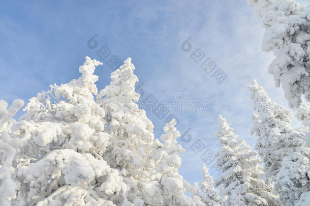 冷杉树顶被白雪覆盖，背景是蓝色的多云天空，冬天是美丽的风景