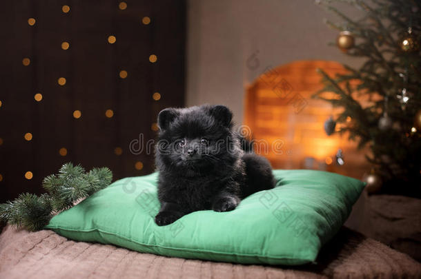 狗德国波美拉尼亚肖像。 新年快乐，圣诞节，宠物在房间里的圣诞树