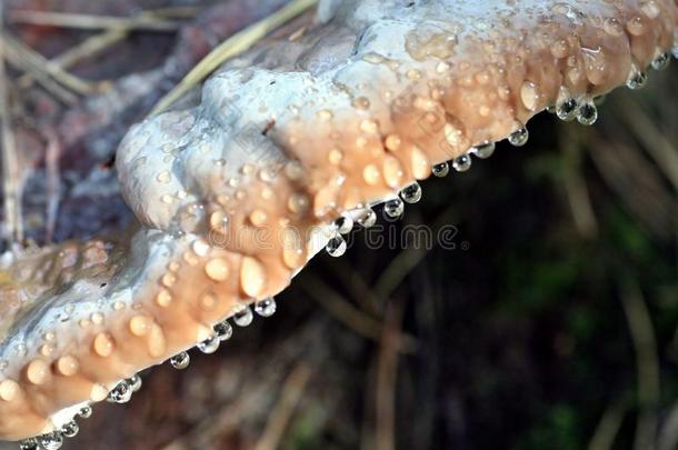 蘑菇上的露珠