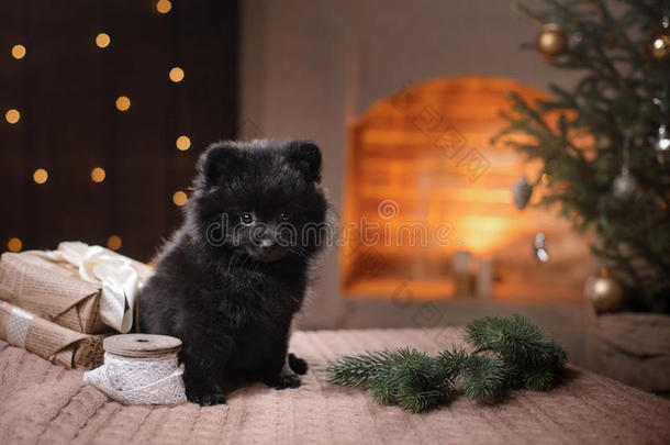 狗德国波美拉尼亚肖像。 新年快乐，圣诞节，宠物在房间里的圣诞树