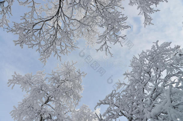 冰冻的树木和树枝被<strong>雪</strong>覆盖。 美丽的白色<strong>冬季</strong>景观。 <strong>蓝天</strong>在背景