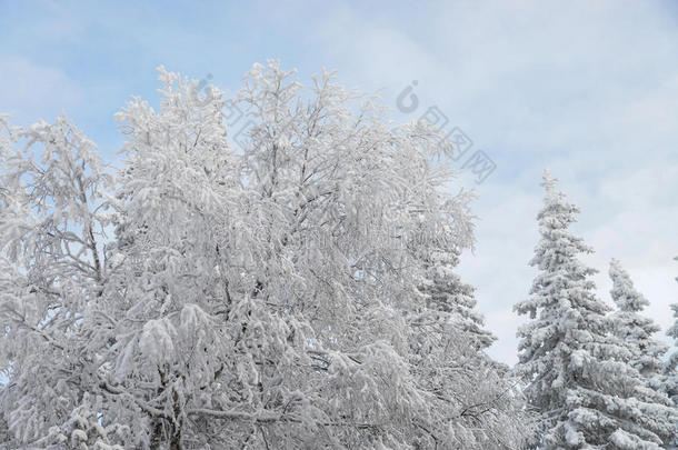 冰冻的树木和树枝被<strong>雪</strong>覆盖。 美丽的白色<strong>冬季</strong>景观。 <strong>蓝天</strong>在背景