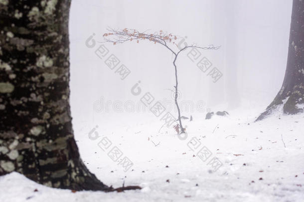 大气黑色暴风雪蓝色分支