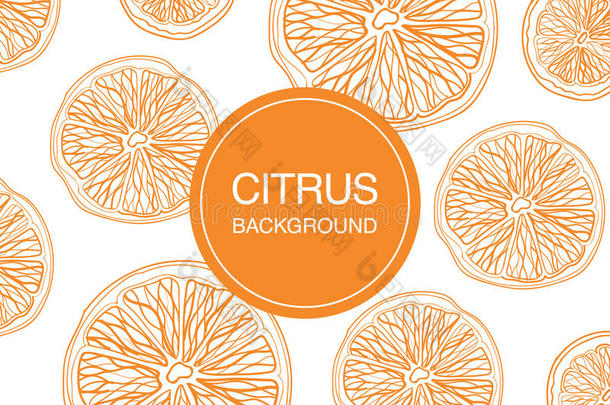 柑橘类水果素描在白色背景构图