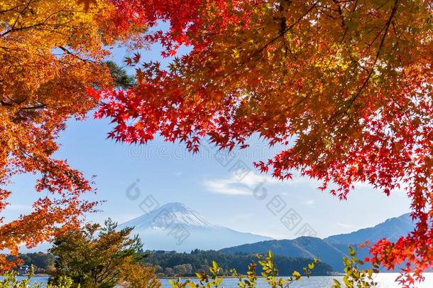 枫树富士山