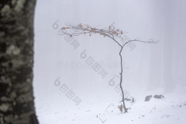 大气黑色暴风雪蓝色分支