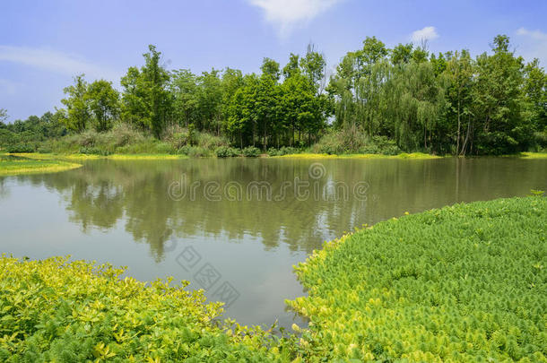 在阳光明媚的夏季下午，草<strong>水边</strong>水生<strong>植物</strong>