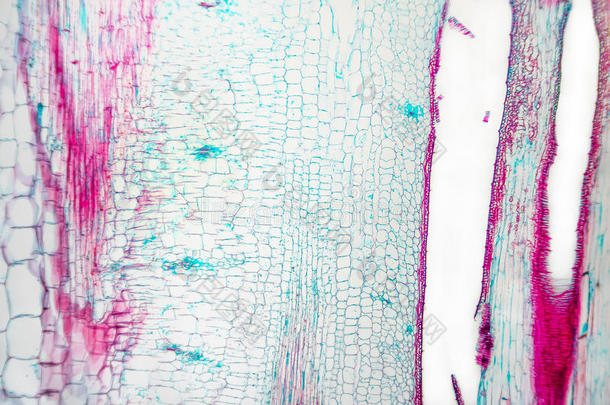葫芦干细胞显微镜