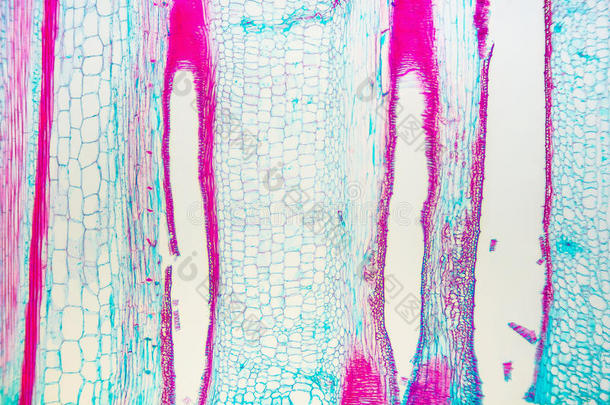 葫芦<strong>干细胞</strong>显微镜