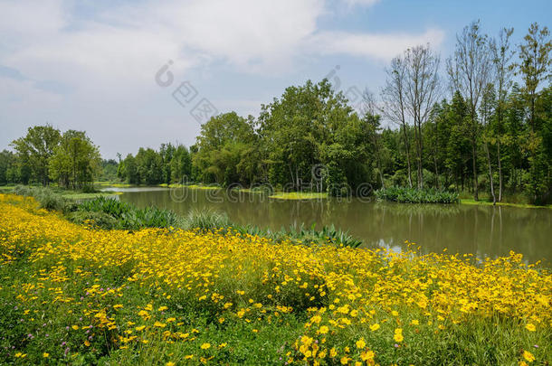 在阳光明媚的夏日下午，绿色的河边开花的雏菊