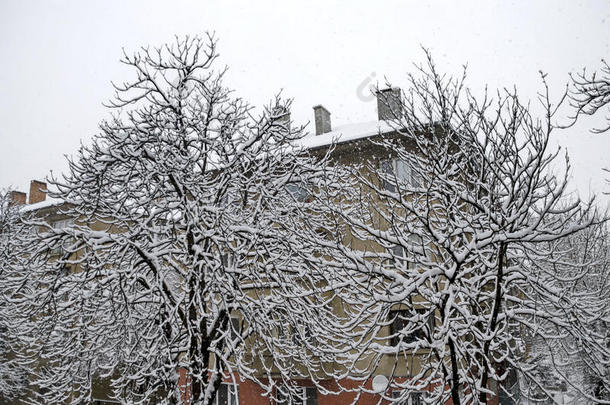 雪下洁白，冬日树木上覆盖着大雪