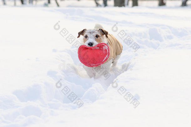 狗在小路上穿过雪堆，鼻子上覆盖着雪
