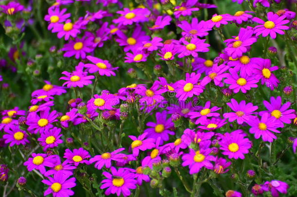 维多利亚格里菲斯岛沿岸美丽的紫色花朵