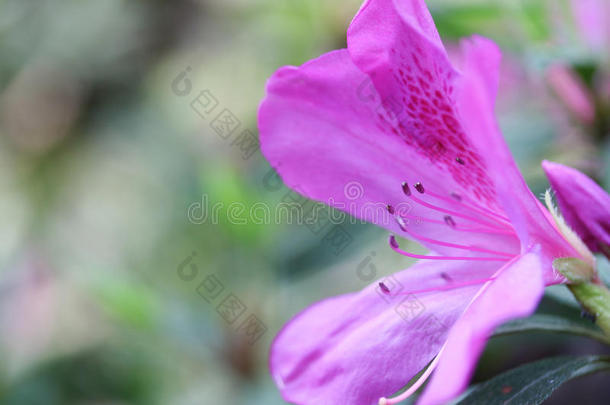 背景紫荆美丽的美女开花