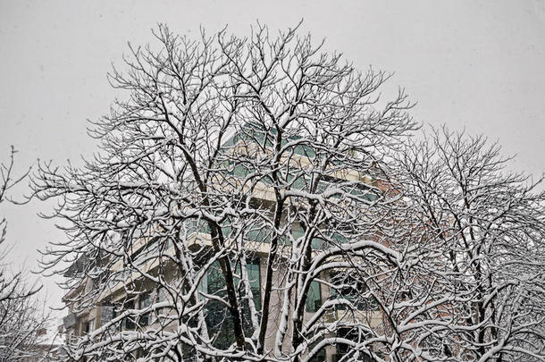 雪下洁白，冬日树木上覆盖着大雪