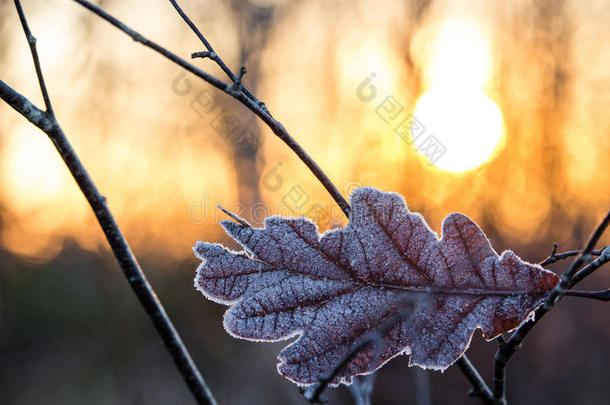 冷霜的叶子在日落时<strong>抵御</strong>烈日的照射