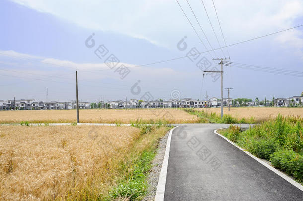 阳光明媚的夏日午后，麦田里的乡间道路