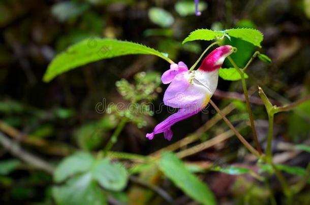 亚洲香脂花凤仙花已知的