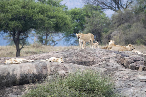 远观雌狮和一只在大石头上有幼崽的狮子