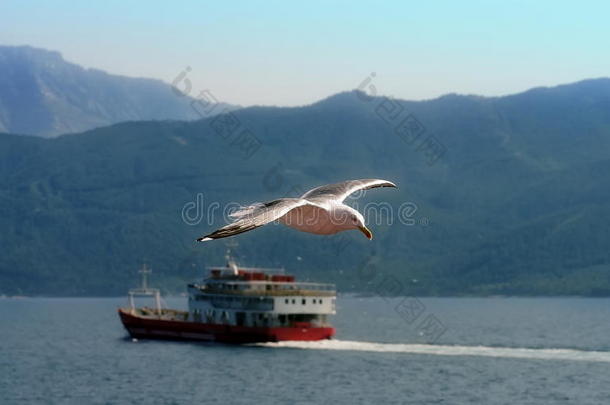 爱琴海空气动力学动物大西洋背景