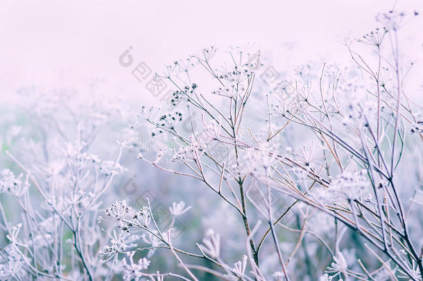 在霜冻和大雪中，娇嫩的<strong>开放花朵</strong>。