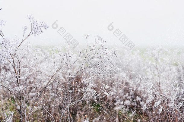 在霜冻和大雪中，娇嫩的开放花朵。