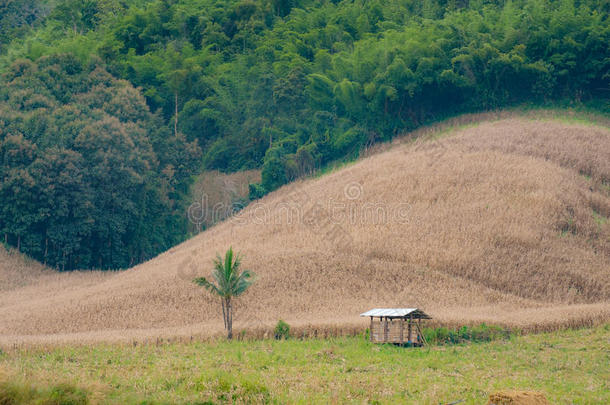 一间小屋独自站在田野里