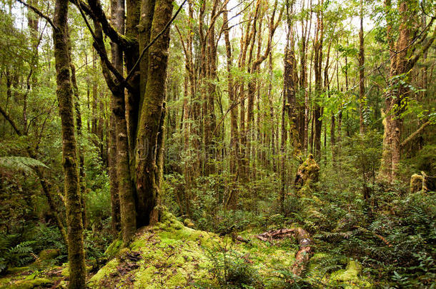 澳大利亚植物学的蕨类植物植物区系森林