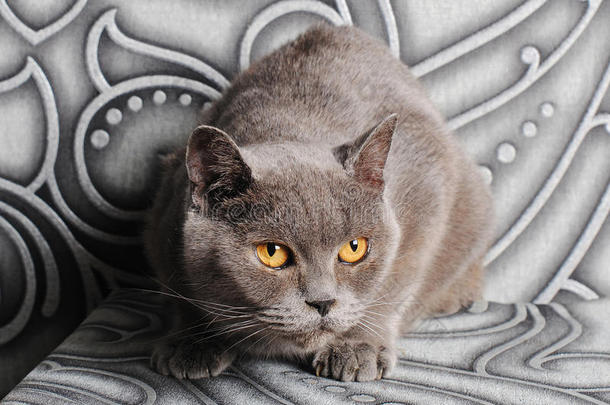 一只英国猫，背景是灰色的墙壁，上面有一个<strong>银色</strong>的花押<strong>字</strong>