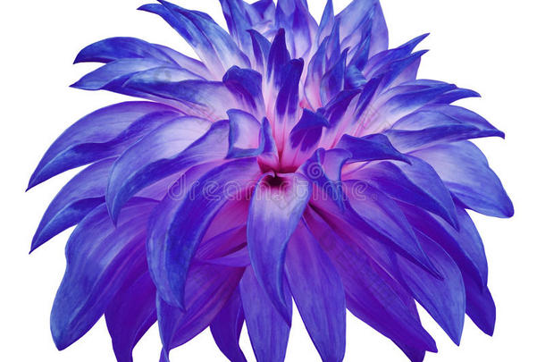 蓝色大花在白色孤立的背景上，有剪裁路径。 侧视图。 特写镜头。 大蓬蓬的花。 为了设计。 达利亚