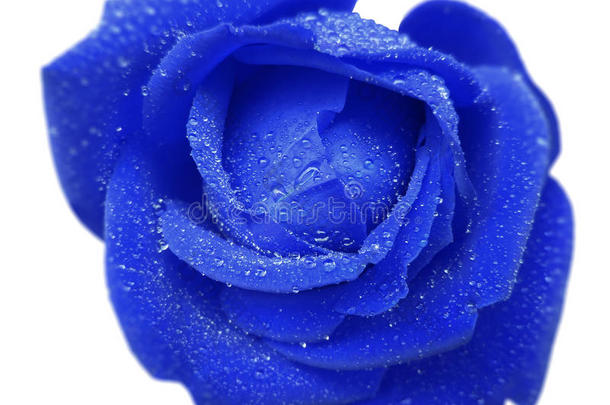 带露水的蓝色玫瑰花。 白色隔离背景与裁剪路径。 特写镜头。 没有阴影