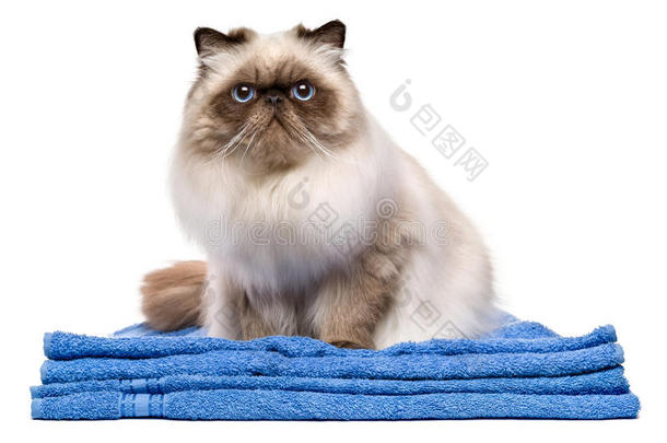 可爱的穿着蓝色毛巾的年轻波斯猫