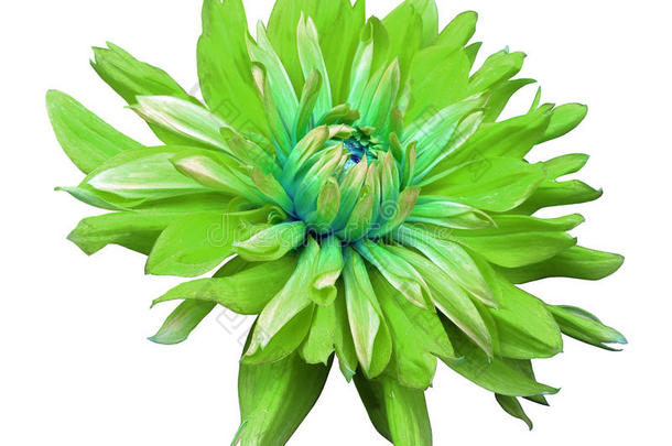 大绿色的花开在一个白色的背景上，与裁剪路径隔离。 特写镜头。 侧视图进行设计。 有水滴。