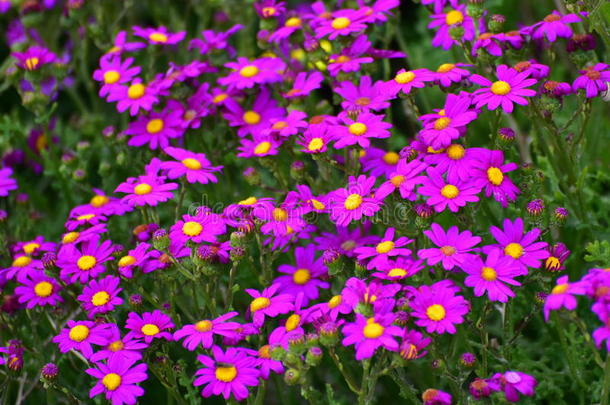 维多利亚格里菲斯岛沿岸美丽的紫色花朵