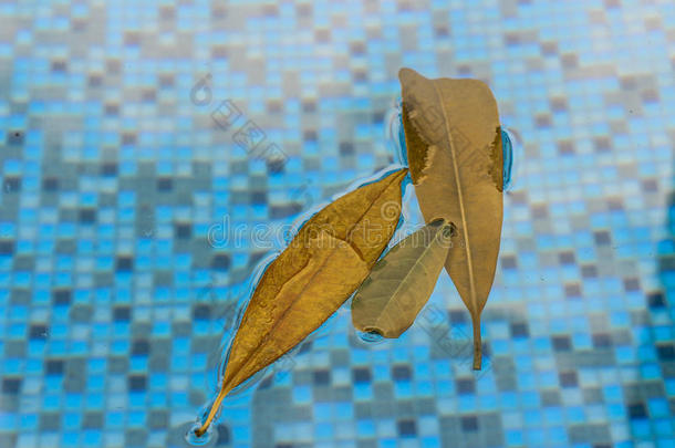 棕色的叶子漂浮在游泳池里，顶部有一个很好的闪闪发光的倒影，下面有清澈的蓝色水。 秋天是
