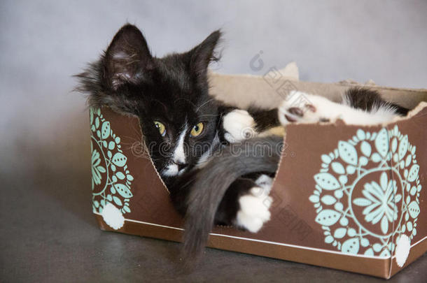 纸巾盒里有趣的小猫