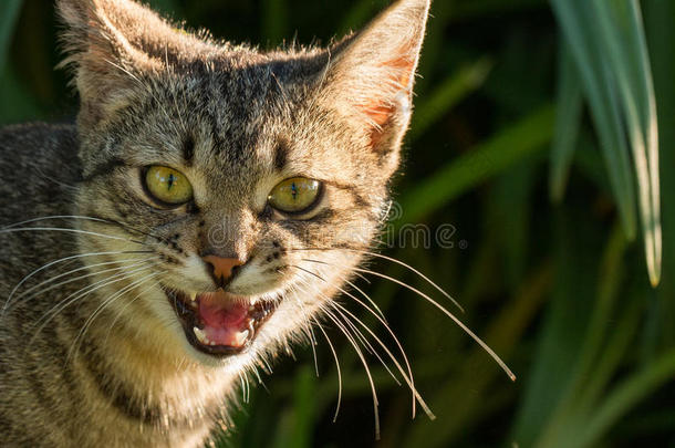 一只喵喵的灰色猫站在一棵绿色的灌木丛前