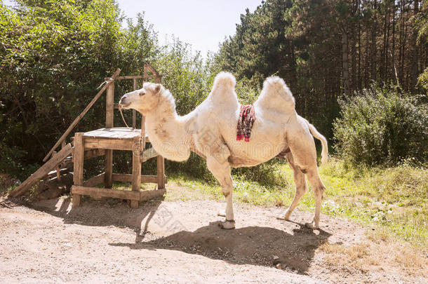 巴克特里亚骆驼在卡拉凯-切尔克斯的白树林中，俄罗斯骆驼
