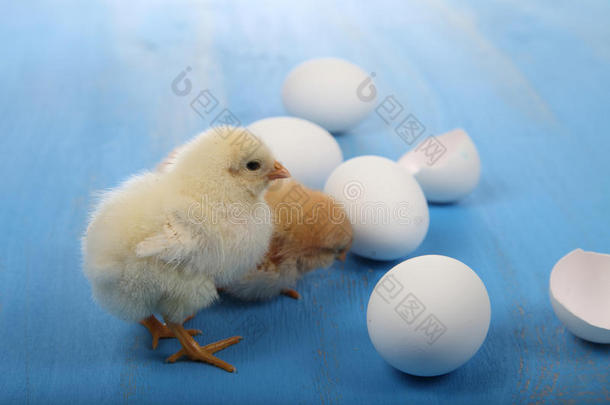 毛茸茸的<strong>小黄鸡</strong>和<strong>鸡</strong>蛋在一个蓝色的木制背景上