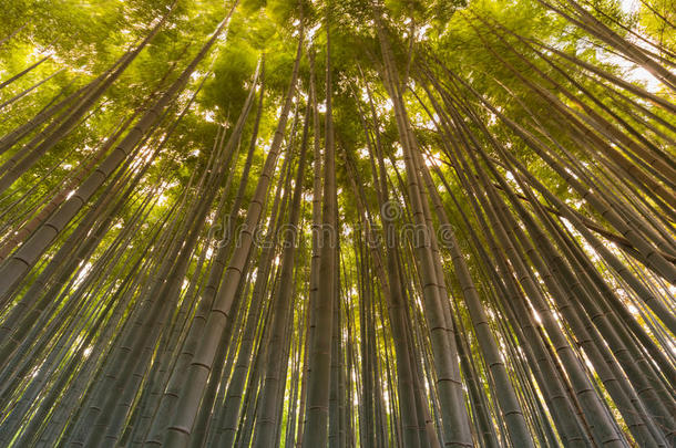 阿拉山竹林，竹林